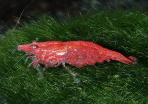 Neocaridina cf. davidi Red - Vuurgarnaal