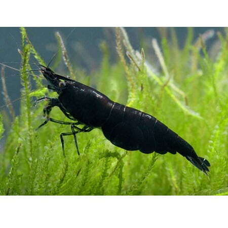 Neocaridina cf. davidi - Sakura Black
