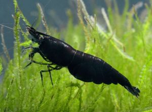 Neocaridina cf. davidi var: Sakura Black