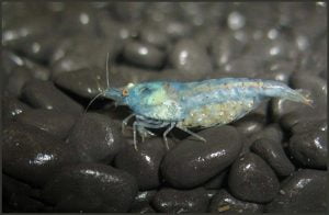 Neocaridina cf. zhangjiajiensis var. Blue, `Blue Pearl`