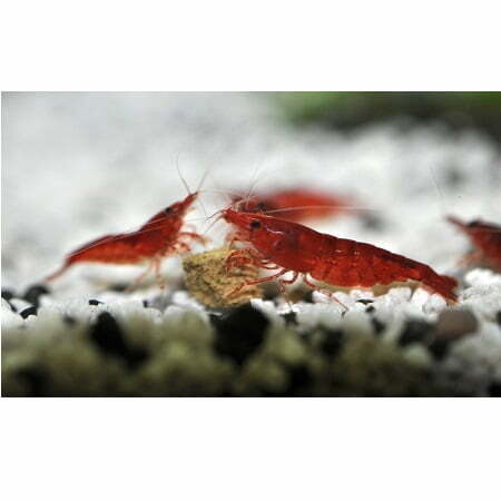 Neocaridina davidi  - Bloody mary