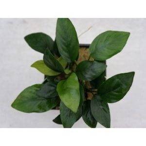 Anubias Nana XL