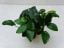 Anubias Nana