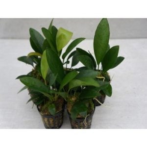 Anubias congensis round