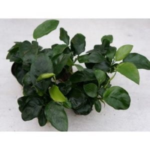 Anubias nana big