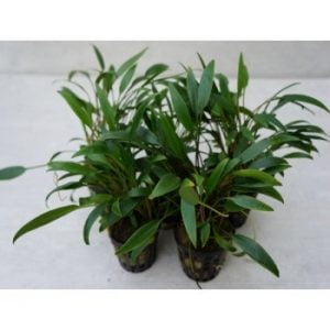 Cryptocoryne nevellii