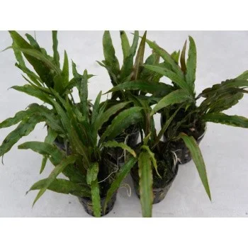 Cryptocoryne costata