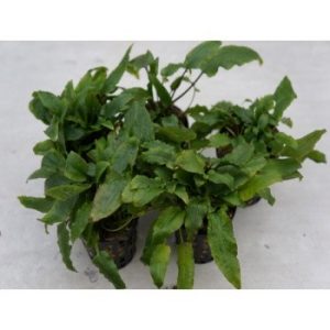 Cryptocoryne green crisped leaf