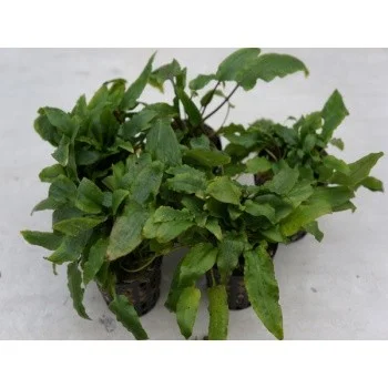 Cryptocoryne green crisped leaf
