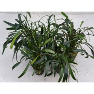Cryptocoryne lucens