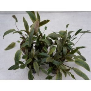 Cryptocoryne lutea