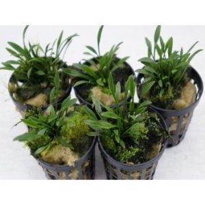 Cryptocoryne parva
