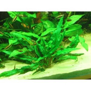 Cryptocoryne wendtii