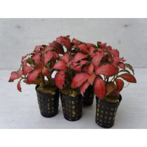 Fittonia: Red
