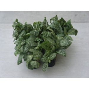 Fittonia: Green