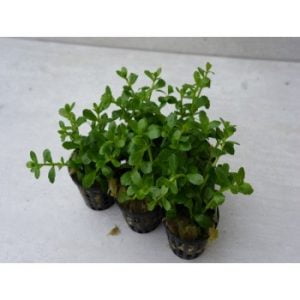 Bacopa Monnieri