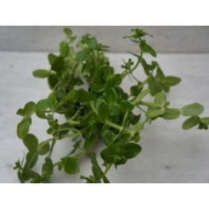 Bacopa lanigera