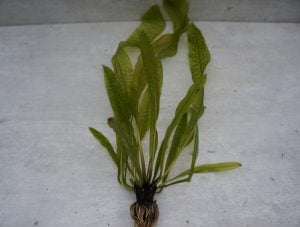 Aponogeton boivinianus