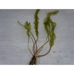 Aponogeton ulvaceus