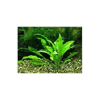 Echinodorus amazonicus