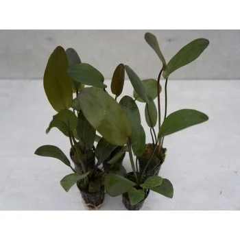 Echinodorus compacta
