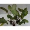 Echinodorus devils eye