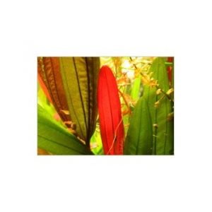 Echinodorus fantastic colour
