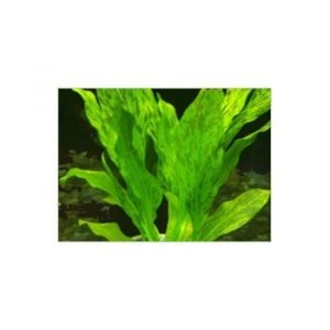 Echinodorus green flame