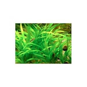 Echinodorus latifolius