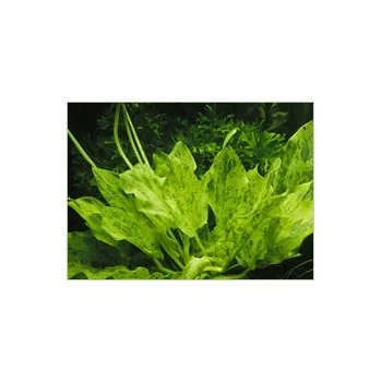 Echinodorus marble queen