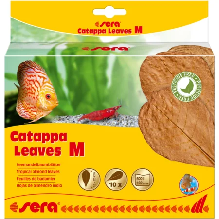 Sera Catappa Bladeren