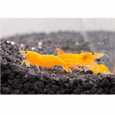 Neocaridina cf. Davidi - Sakura Orange