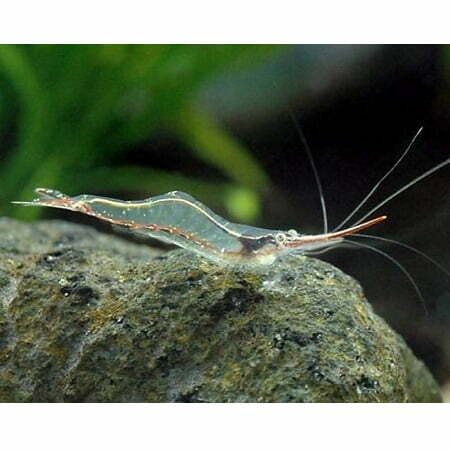 Caridina Gracilirostris - Pinokkio