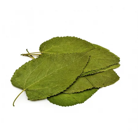 Moerbeibladeren
