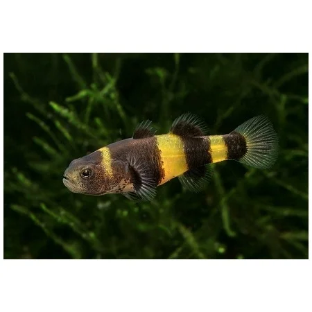 Bijtje-Brachygobius Xanthozonus