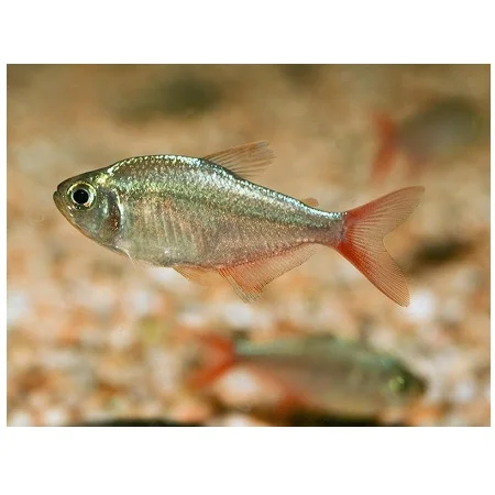 Colombia Tetra-Hyphessobrycon Colombianus