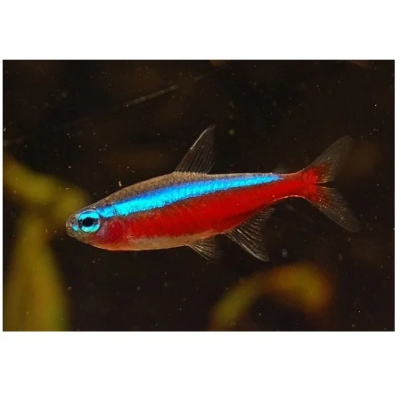 Kardinaal Tetra-Paracheirodon Axelrodi
