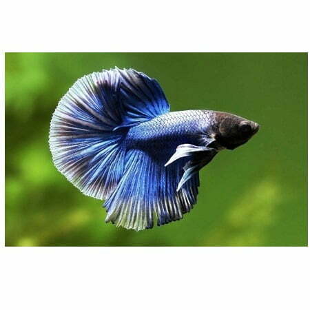 blijven Correctie Specificiteit Kempvis-Betta Splendens Halfmoon - Aquafizz