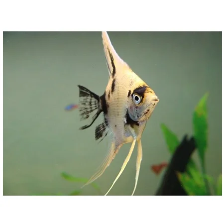 Maanvis Panda-Pterophyllum Scalare var. Panda