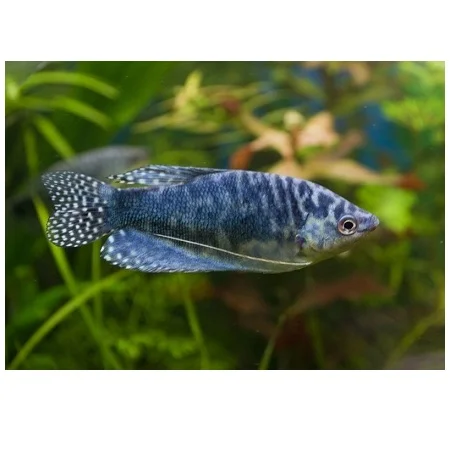 Marmergoerami-Trichopodus Sumatranus