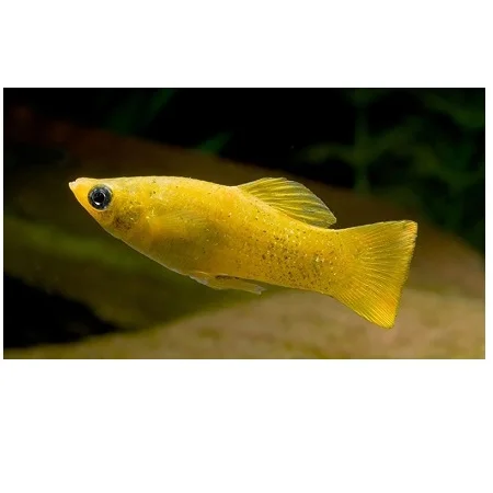 Molly goud-Poecilia sphenops gold