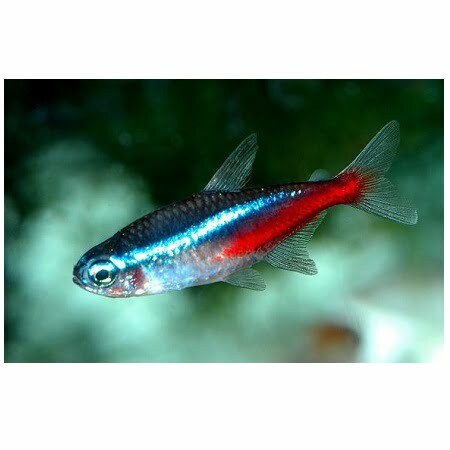 Neon tetra-Paracheirodon innesi