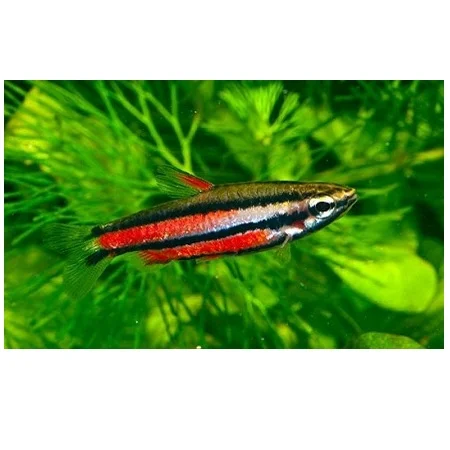 Paarse potloodvis-Nannostomus rubrocaudatus