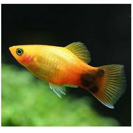 Platy sunset mickey mouse-Xiphophorus maculatus var.Sunset
