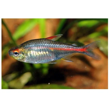 Vuurneon-Hemigrammus erythrozonus